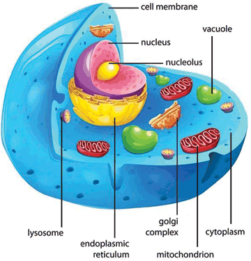 ANATOMY OF A CELL
