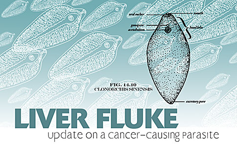
Liver Fluke: Update on a Cancer-Causing Parasite